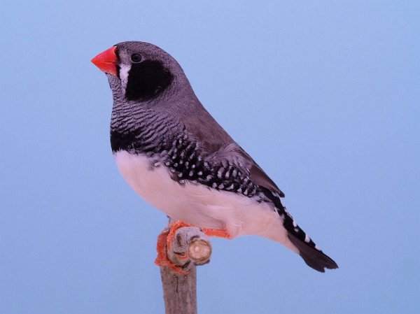 Zwartwang grijs P1242551